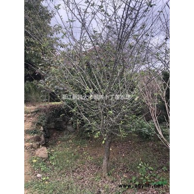 供应20公分广玉兰。