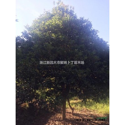 供应地径5公分樱花