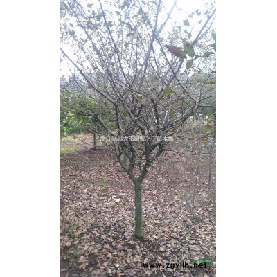 供应金桂。银桂。丹桂