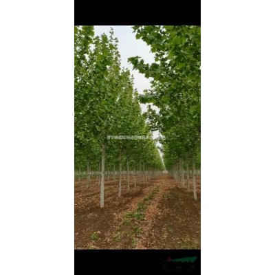 山东18公分白蜡 18公分速生白蜡 18公分精品白蜡 18公