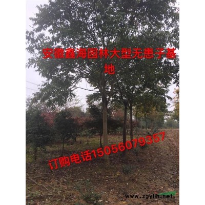 安徽地区供应30-200公分丛生朴树