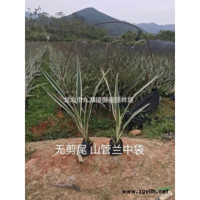 天堂鸟苗价格 鹤望兰苗报价 天堂鸟苗行情 鹤望兰苗基地