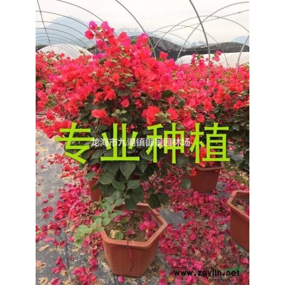 爬山虎批发  爬山虎地被 爬山虎报价 爬山虎基地