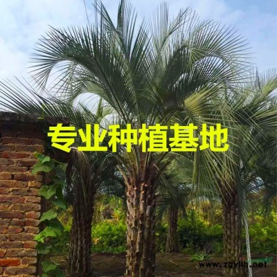 中东海枣3米杆
