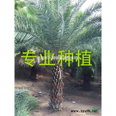 华盛顿棕榈价格 华盛顿棕榈报价
