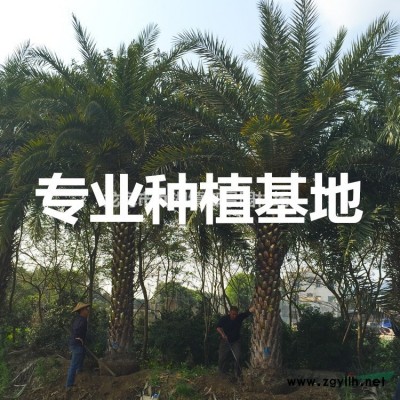 福建皇后葵价格 皇后葵批发 金山葵供应 金山葵基地