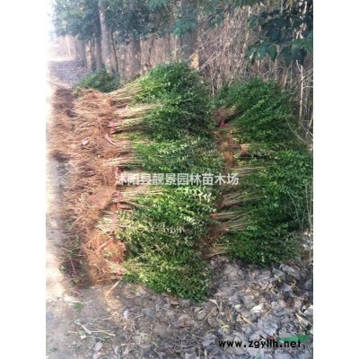 侧柏树苗 侧柏50公分高一株多少钱