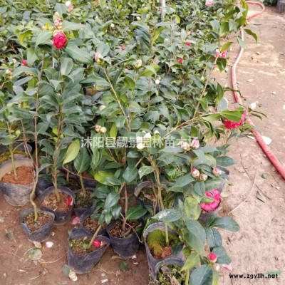 刺松苗基地  刺柏树苗一棵多少钱