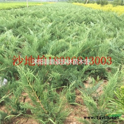 红王子锦带苗供应 四季锦带花灌木 大红花色 自己苗圃