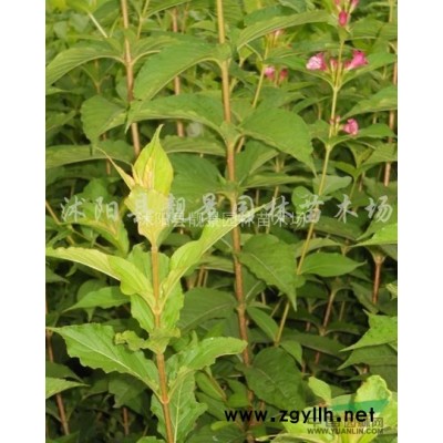 红叶石楠苗批发 红叶石楠常绿灌木 自己苗圃 一手货源