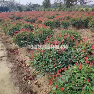 江苏垂柳树/金丝垂柳树产地/垂柳树及时报价