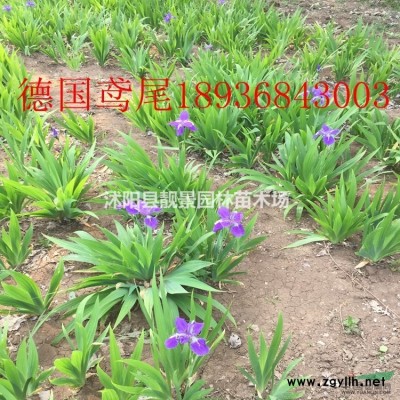 金叶女贞工程苗，金叶女贞50公分高哪里有供应？