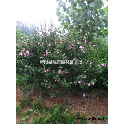 沭阳地区胶东卫矛毛球