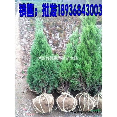 江苏地区爬山虎苗