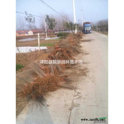 金叶水腊供应 金叶水腊一棵多少钱