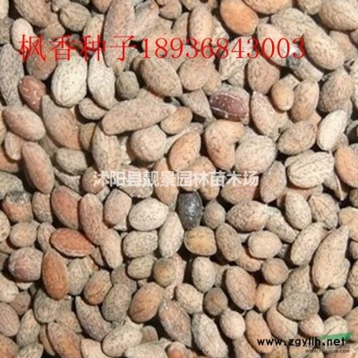 紫竹2公分粗 竹子哪里有卖 庭院观赏竹子规格*