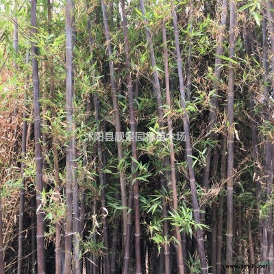 蔷薇基地 蔷薇月季图片 爬藤蔷薇介绍 红花蔷薇8万棵库存