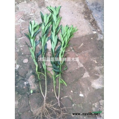 紫穗槐1米高供应商 紫穗槐江苏沭阳行情 紫穗槐哪里有