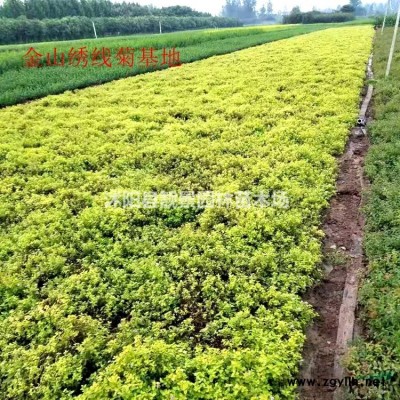 红叶石楠60公分高，红叶石楠营养钵苗价格，红叶石楠绿篱