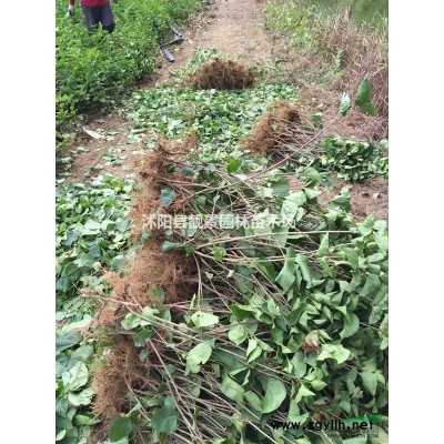 绿叶水蜡80公分高 水蜡单棵报价 水蜡种植绿篱