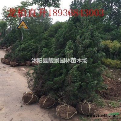 藤本月季新价格，藤本月季带花苞，藤本月季苗快递发货