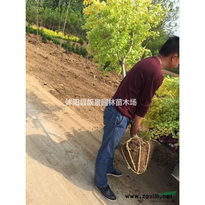 无花果多少钱一株，无花果苗哪里有卖，无花果产地哪里？