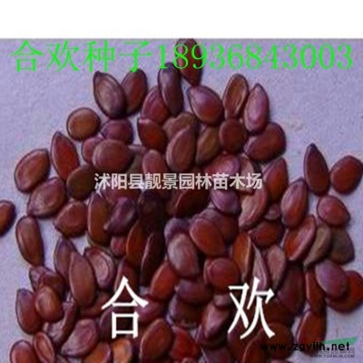 龙柏直升2.5米高，龙柏江苏基地，龙柏条图片介绍