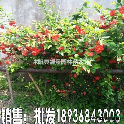 鸢尾，八宝景天，石竹，大花萱草，三叶草，佛甲草，麦冬草