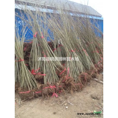 水蜡籽播苗基地，水蜡地栽苗，江苏沭阳水蜡60公分高行情