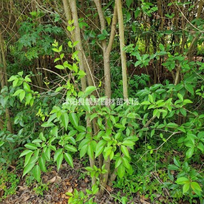黑松苗价格 黑松种植方法简介 苗圃直销黑松树