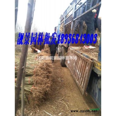 凌霄价格 凌霄种植方法及简介 苗圃直销凌霄苗