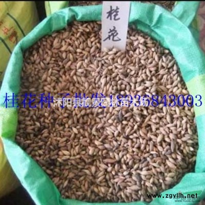 江苏金叶女贞价格，二年生金叶女贞基地/图片