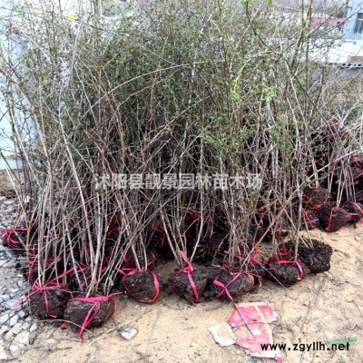 小叶扶芳藤价格，江苏小叶扶芳藤