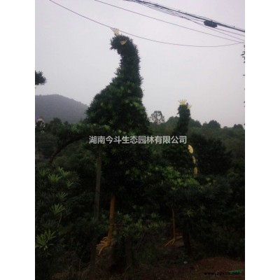 湖南红花继木基地实拍，长沙红花继木基地照片，采购红花继木可以