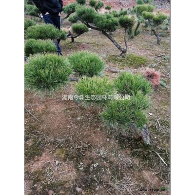 湖南罗汉松柱 长沙精品罗汉松珠 长沙漂亮的罗汉松柱