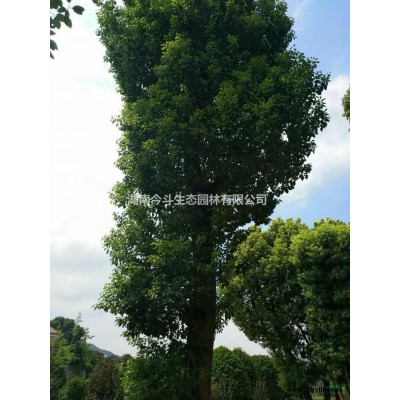 今年湖南丛生紫薇的价格怎么样 长沙丛生紫薇价格行情