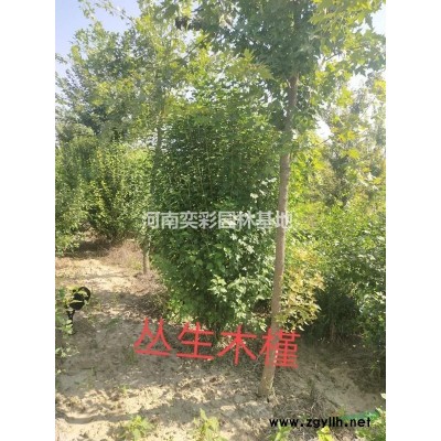 高度60-3500公分桧柏 河南桧柏价格/基地/图片/批发