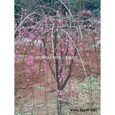 供应地径5公分红叶李.价廉，质优