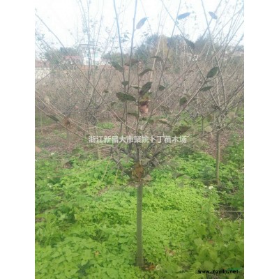 供应地径7公分垂丝海棠