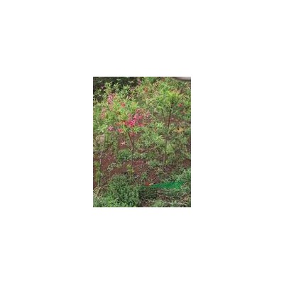 供应地径5公分垂丝海棠