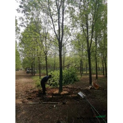 这是自家苗圃的精品法桐，山东法桐，济宁法桐批发，山东精品法桐