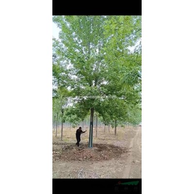 山东精品国槐济宁市精品国槐批发这是自家苗圃的精品国槐，本基地