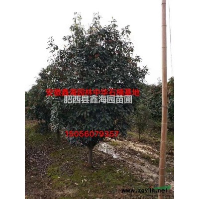 安徽地区供应桂花