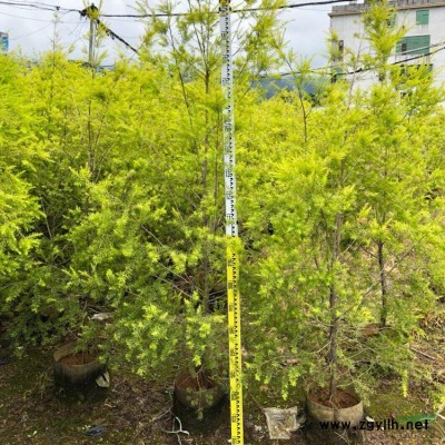 山管兰价格  山管兰供应 山管兰批发 山管兰基地