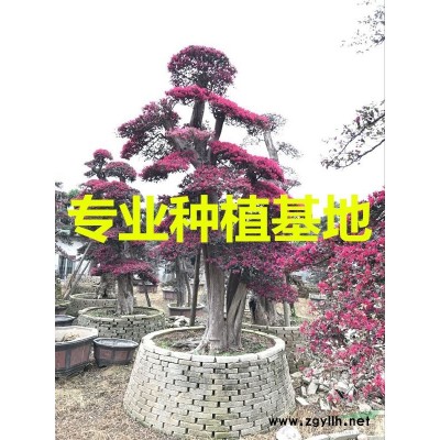 福建造型红继木桩价格 福建造型红继木桩报价