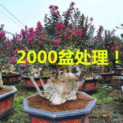 罗汉松盆景 罗汉松价格 造形罗汉松