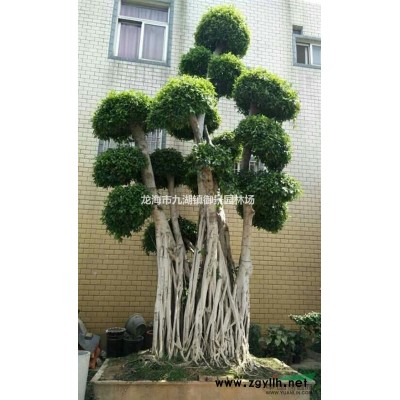布迪椰子价格 福建布迪椰子 布迪椰子批发 布迪椰子基地