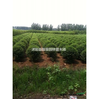 北海道黄杨树苗 北海道1.5米高多少钱