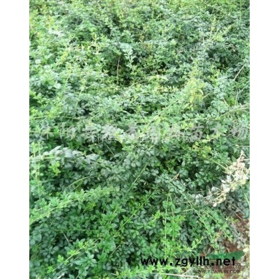 早熟禾草草籽 冷季型草坪一平方多少钱