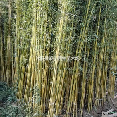 青竹/刚竹子 2公分粗竹子多少钱
